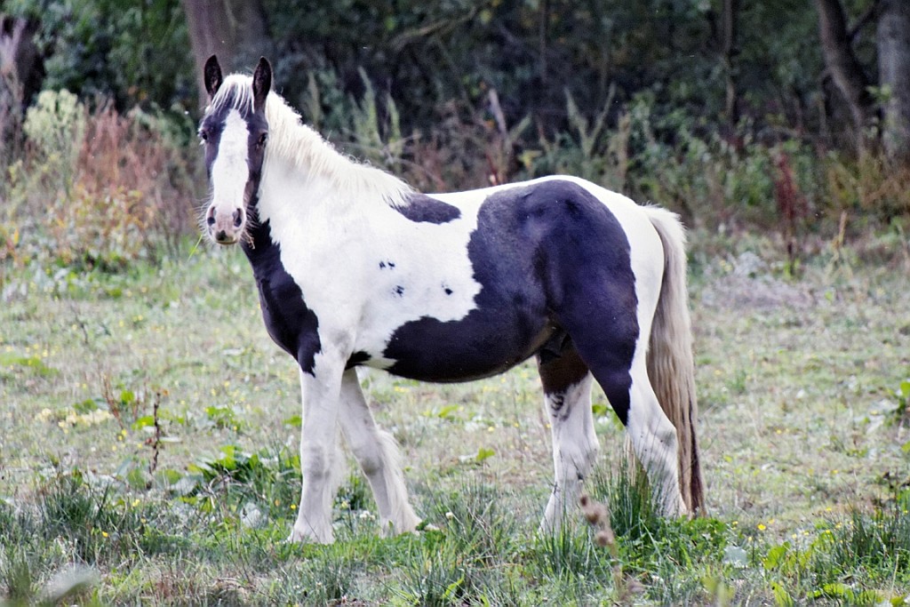 HeuZol (36).jpg